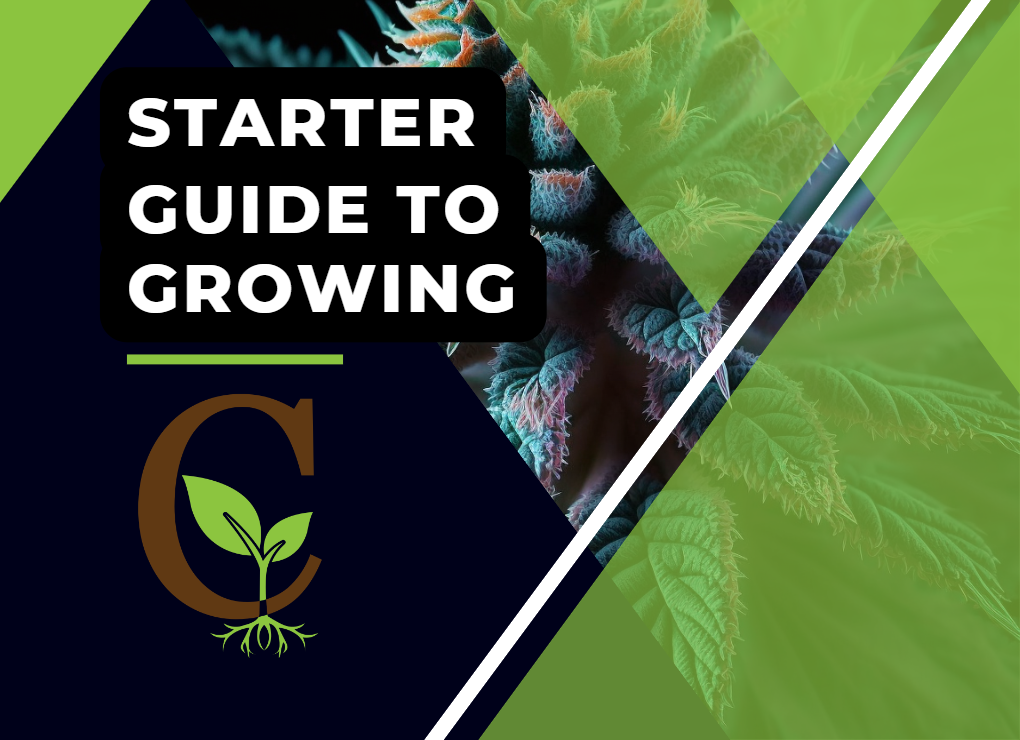 A Starter Guide To Growing