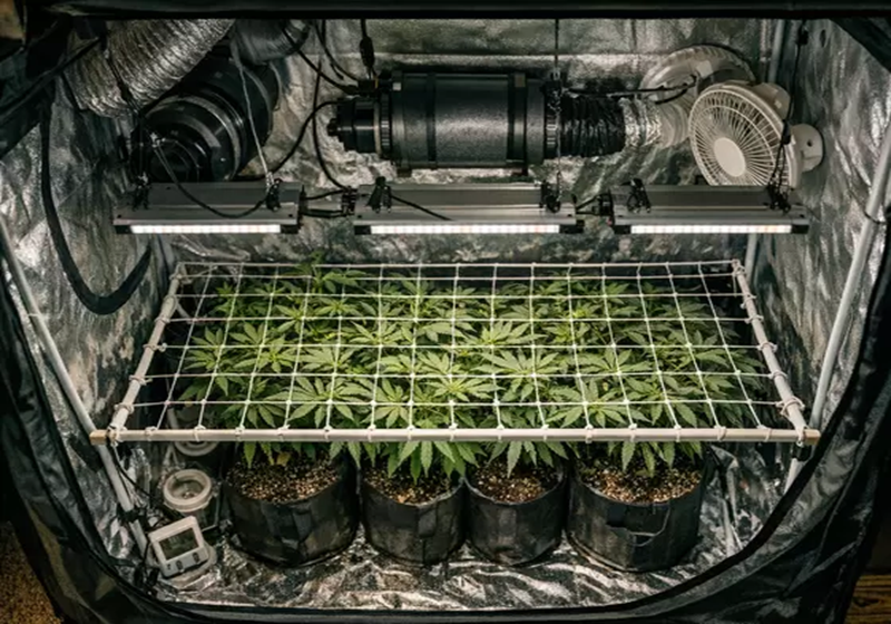 Scrog Training Method Master Screen of Green (SCROG) Training for Best Yields