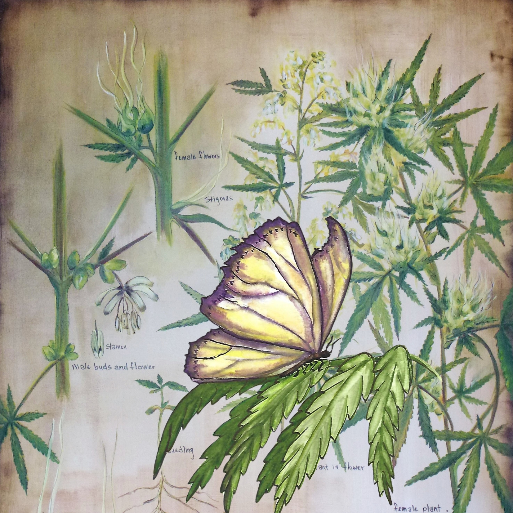 Cannabis High Art Botanical Butterfly Giclee Print 20in x 20in