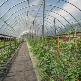 Green-tek 4-Year GT4 Greenhouse Film - 6-mil - 36 x 150 ft - Clear