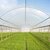 Berry Tufflite Nursery 1-Year Greenhouse Film - 3 mil - 32 x 100-ft - Clear