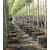 Air-Pot Container Propagation Cell (0.3 gal/1 L), case of 25