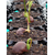 Air-Pot Container Propagation Cell (0.3 gal/1 L), case of 25