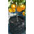 Air-Pot Container Propagation Cell (0.3 gal/1 L), case of 25
