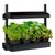 SunBlaster T5 Grow Light Garden - Black