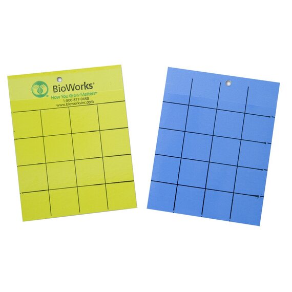 BioWorks Insect Monitoring Sticky Cards - 100-Count - Yellow/Blue