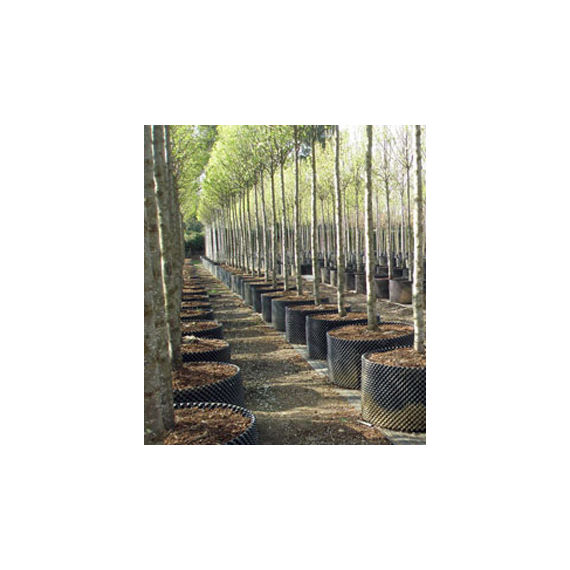 Air-Pot Container Propagation Cell (0.3 gal/1 L), case of 25