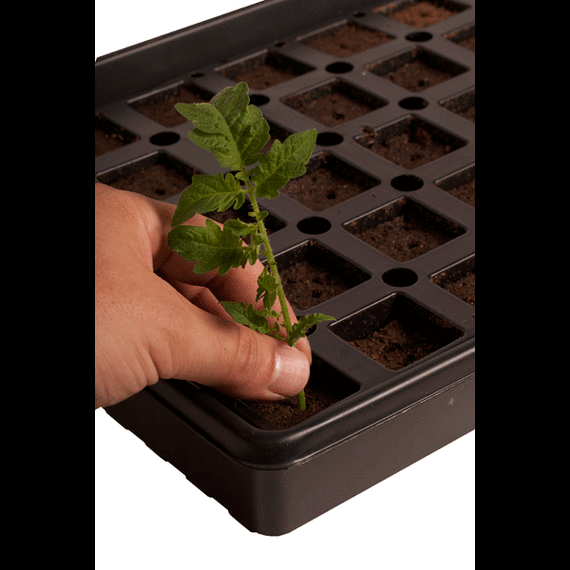 Jump Start AccelaROOT 50-Cell Insert with Tray and Starter Plugs