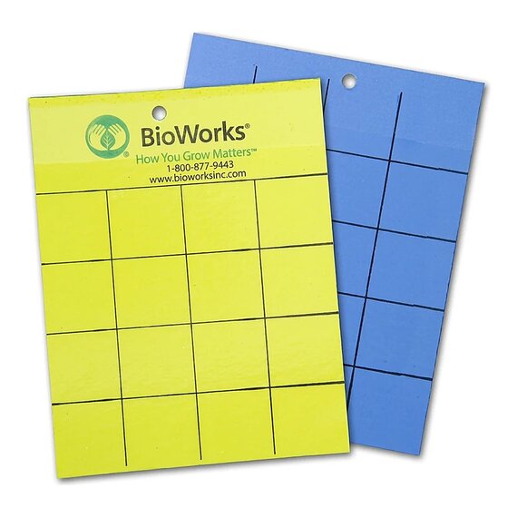BioWorks Insect Monitoring Sticky Cards - 100-Count - Yellow/Blue