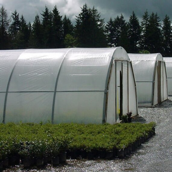 AT Thermax IR/AC 4-Year Greenhouse Film, 6mil - 32ft x 100ft - Diffused