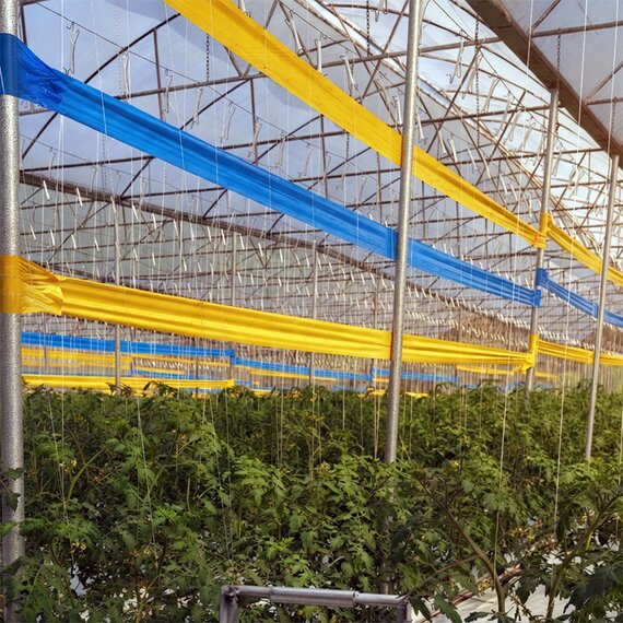 GROW1 Sticky Tape Roll Double-Sided Blue (6in x 328ft)