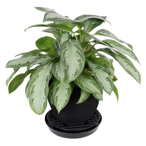 Gro Pro NX Level Pot Elevators - 13in - Black - For up to 7gal Pots