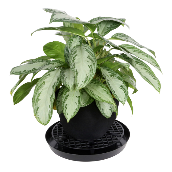 Gro Pro NX Level Pot Elevators - 16in - Black - For 15gal Pots