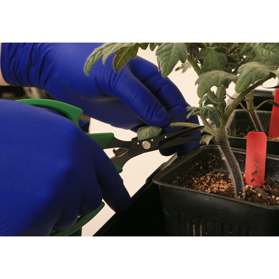 Shear Perfection Senshi Non-Stick Bonsai Scissor - 6in L - 2in Straight Blades